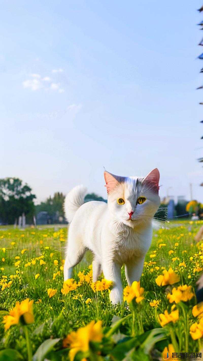 花香之旅，猫猫猫的奇妙带回物，感受心灵深处的触动与温暖